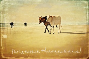 photographer-alexandra-ekdahl-travel-India-goa-cow-cows-beach